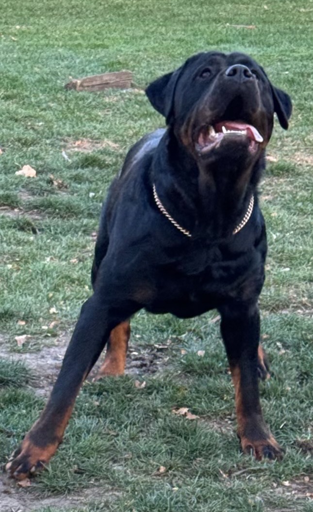 Willie Page with a Rottweiler outside the kennel